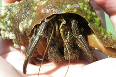 Clibanarius vittatus