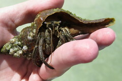 Clibanarius vittatus