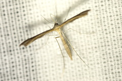 Stenoptilia