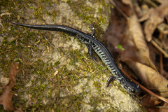 Plethodon chattahoochee