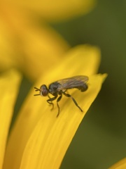 Thecophora