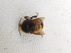 Bombus terricola