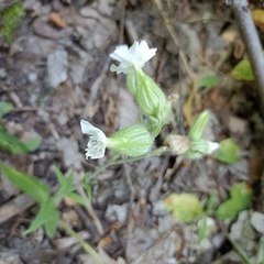 Silene latifolia alba