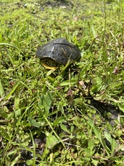 Trachemys scripta scripta