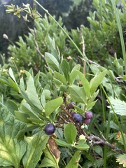 Vaccinium cespitosum