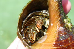 Clibanarius vittatus
