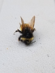 Bombus terricola