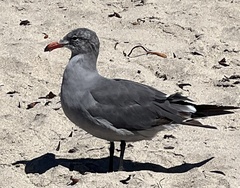 Larus heermanni