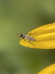 Thecophora