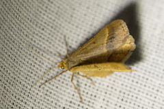 Isturgia arenacearia