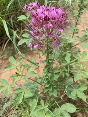 Polanisia dodecandra riograndensis