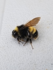 Bombus terricola