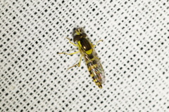 Sphaerophoria scripta