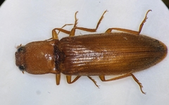 Hemicrepidius melanophthalmus