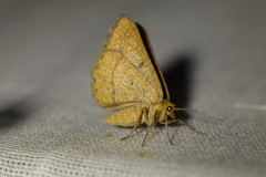 Isturgia arenacearia