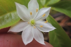 Lysimachia borealis