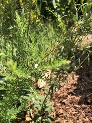 Lespedeza virginica