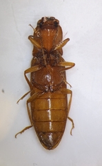 Hemicrepidius melanophthalmus