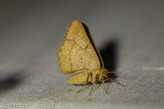 Isturgia arenacearia