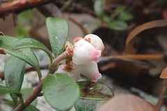 Arctostaphylos uva-ursi