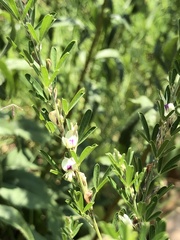 Lespedeza virginica