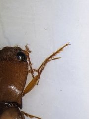 Hemicrepidius melanophthalmus