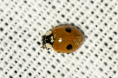 Adalia bipunctata