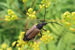 Trigonarthris subpubescens