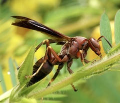 Fuscopolistes