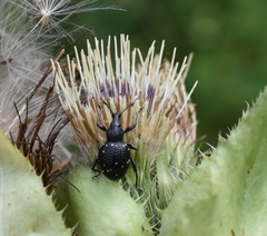 Otiorhynchus gemmatus