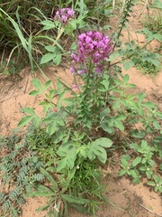 Polanisia dodecandra riograndensis