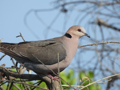 Streptopelia semitorquata