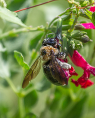 Xylocopa virginica virginica