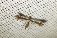 Oxyptilini