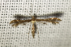Oxyptilini