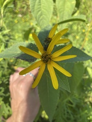 Helianthus strumosus