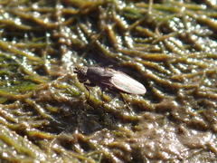 Sphaeroceridae