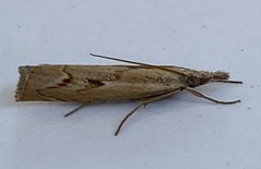 Agriphila geniculea