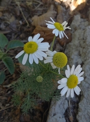 Matricaria chamomilla