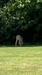 Odocoileus virginianus