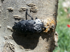 Capnodis tenebrionis