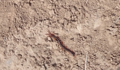 Scolopendra cingulata