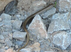 Chalcides chalcides