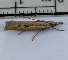 Agriphila geniculea