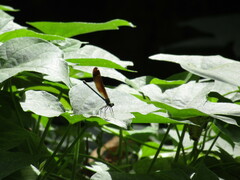 Calopteryx haemorrhoidalis