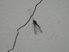 Ululodes macleayanus