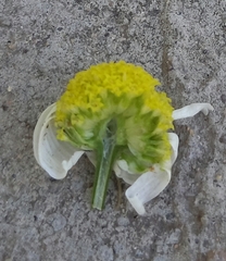 Matricaria chamomilla