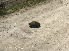 Trachemys scripta scripta