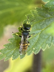 Ectemnius cephalotes