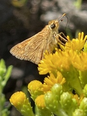 Ochlodes sylvanoides